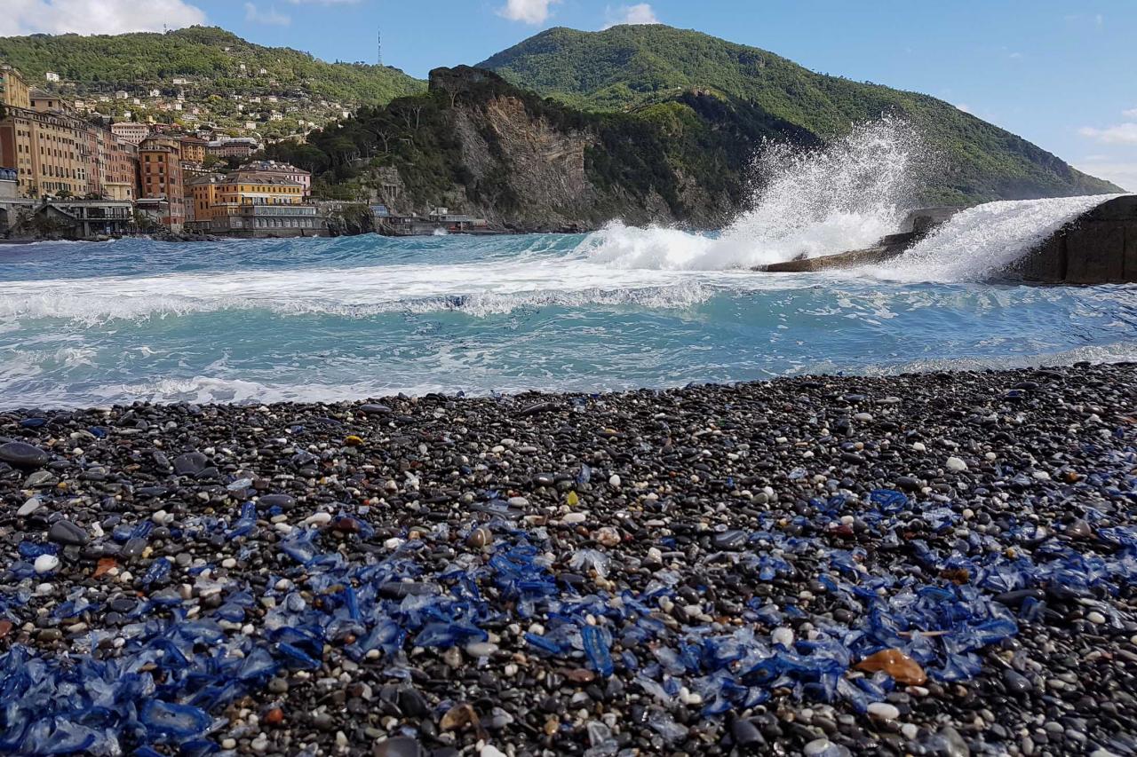 Camogli et ses petits 