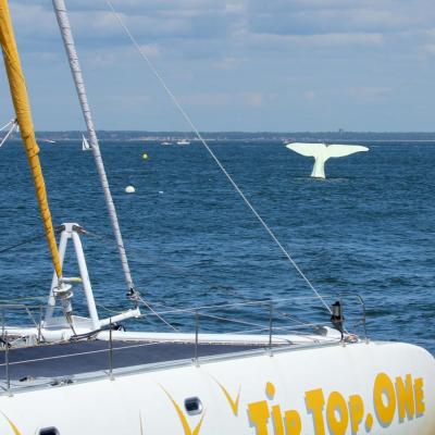 Arcachon et le bassin vu de Tip Top One_250