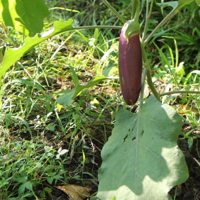 Aubergine, mais tout est surdimensionné_GF