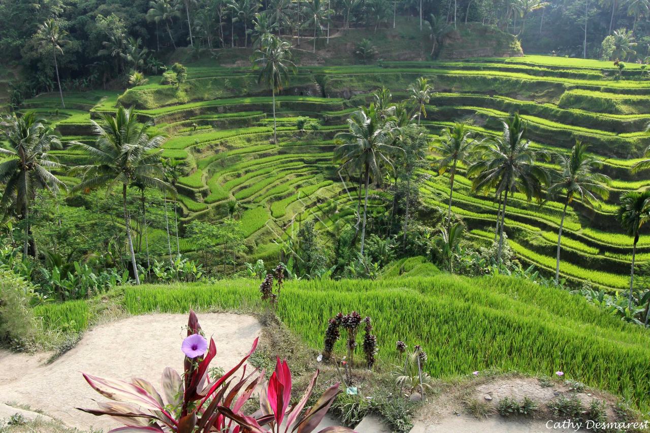 Les rizières de Tegallalang, vues du Dewi Café