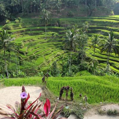 Les rizières de Tegallalang, vues du Dewi Café