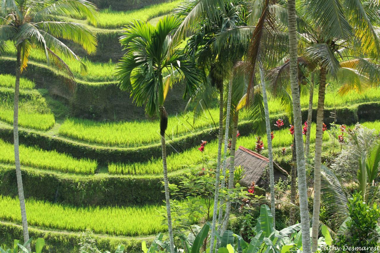 Les rizières de Tegallalang, vues du Dewi Café