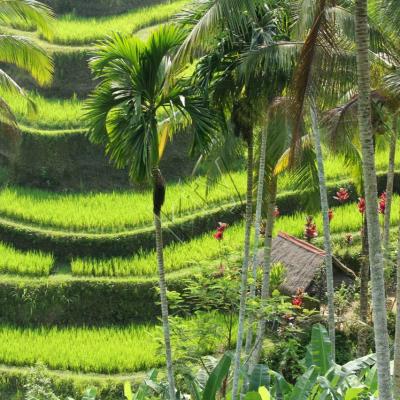 Les rizières de Tegallalang, vues du Dewi Café