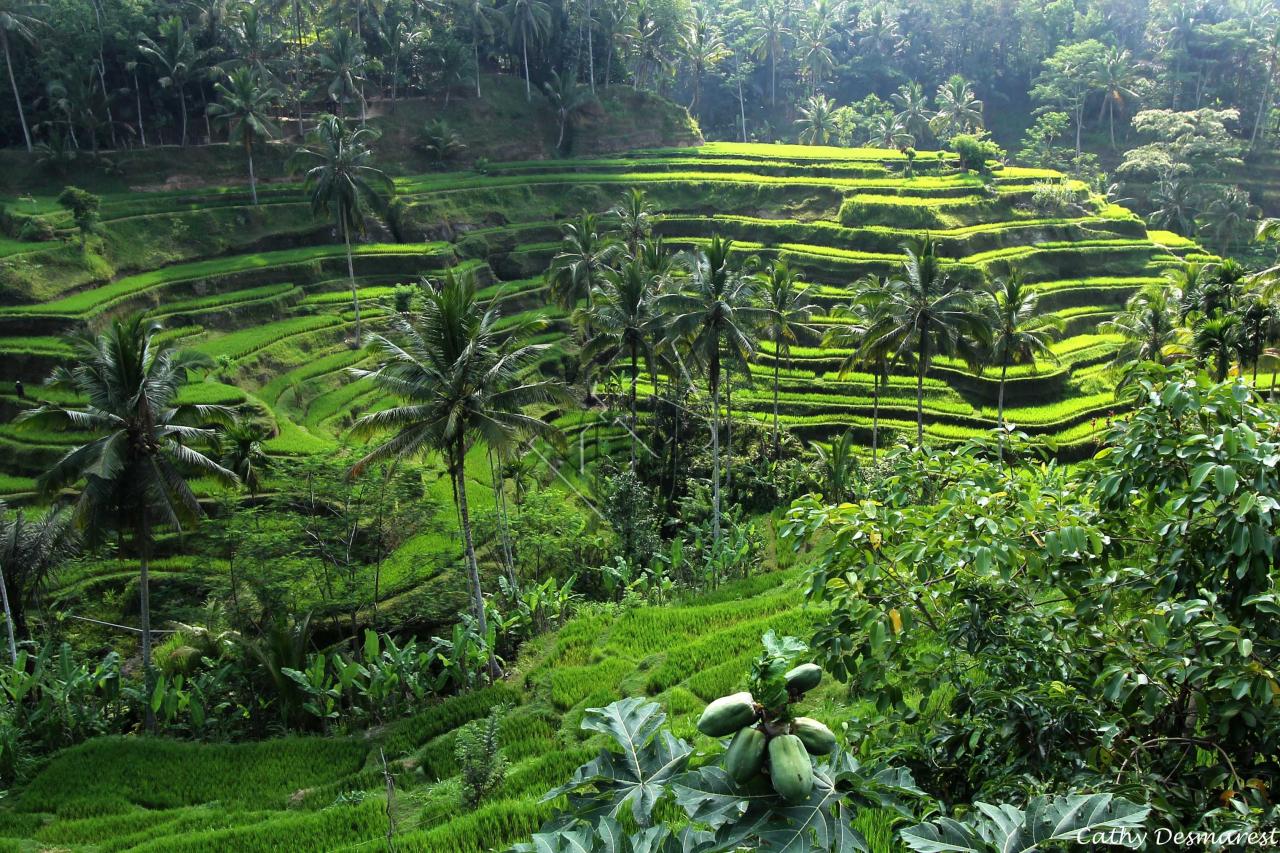 les rizières en terrasses de Tegallalang et papayes en 1er plan