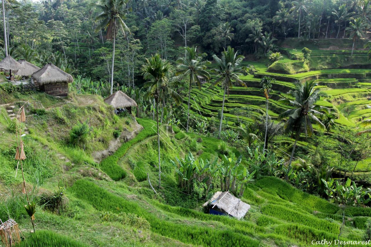 Les rizières de Tegallalang, vues du Dewi Café