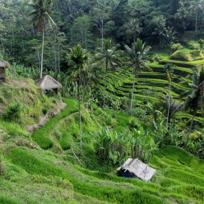 Les rizières de Tegallalang, vues du Dewi Café