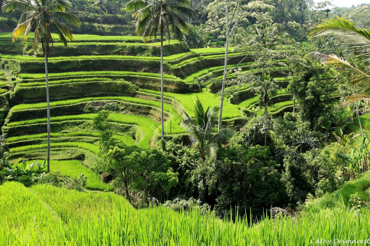 Les rizières de Tegallalang, vues du Dewi Café