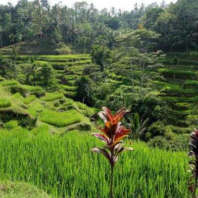 Les rizières de Tegallalang, vues du Dewi Café