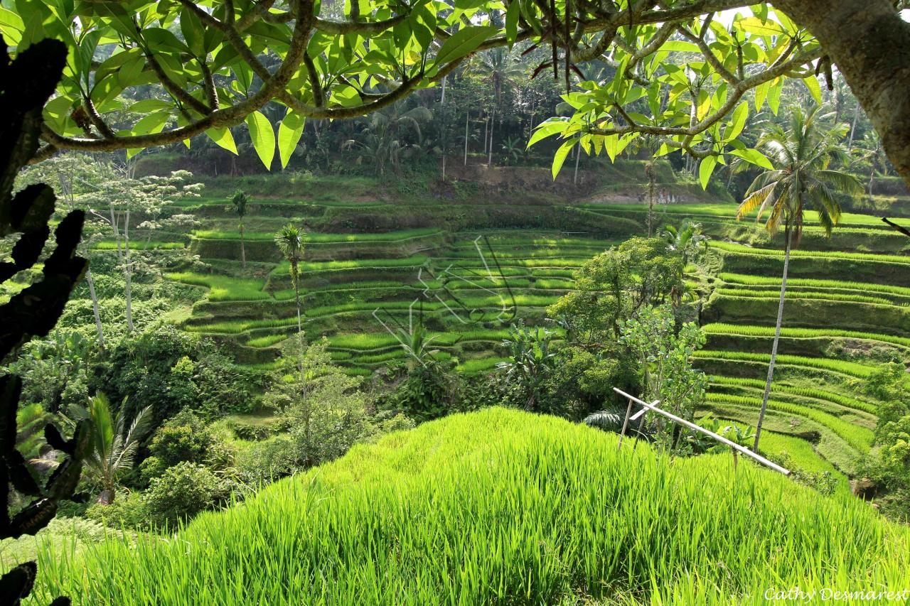 Les rizières de Tegallalang, vues du Dewi Café