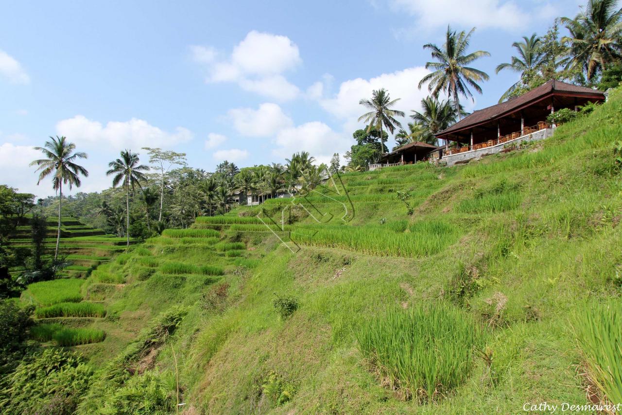 Les rizières de Tegallalang, vues du Dewi Café