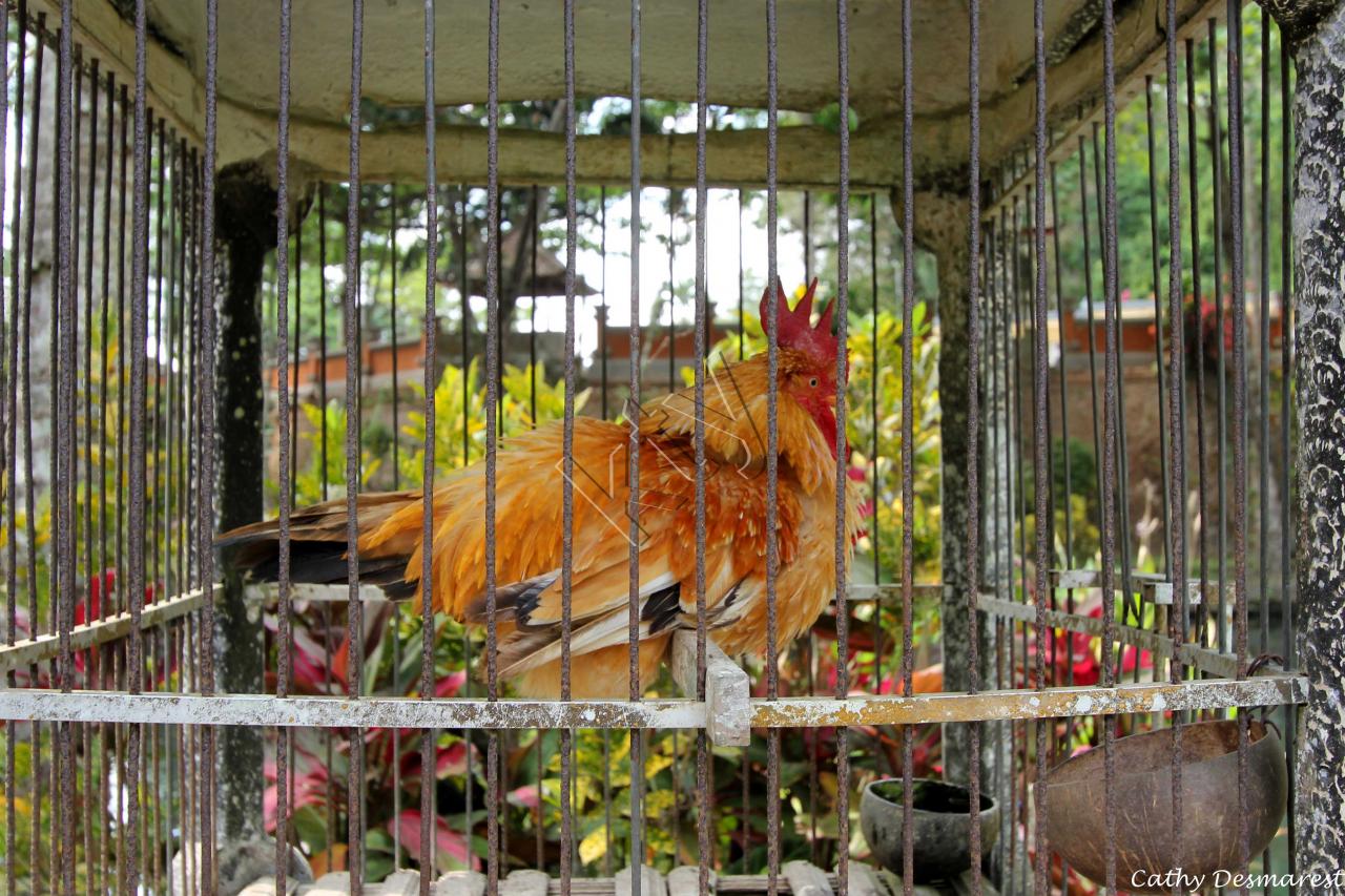 A Bali la vie d'un coq ne vaut pas cher, mais ça peut rapporter gros