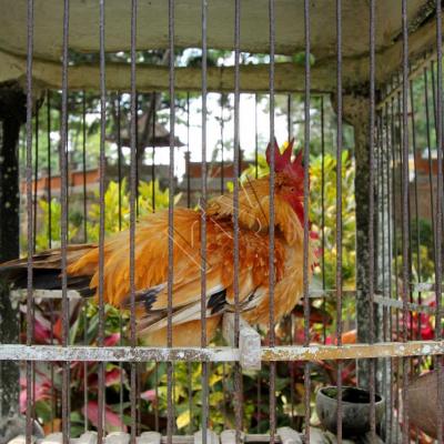 A Bali la vie d'un coq ne vaut pas cher, mais ça peut rapporter gros