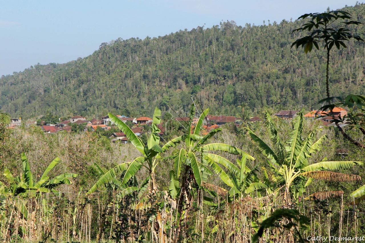 village perdu dans la forêt