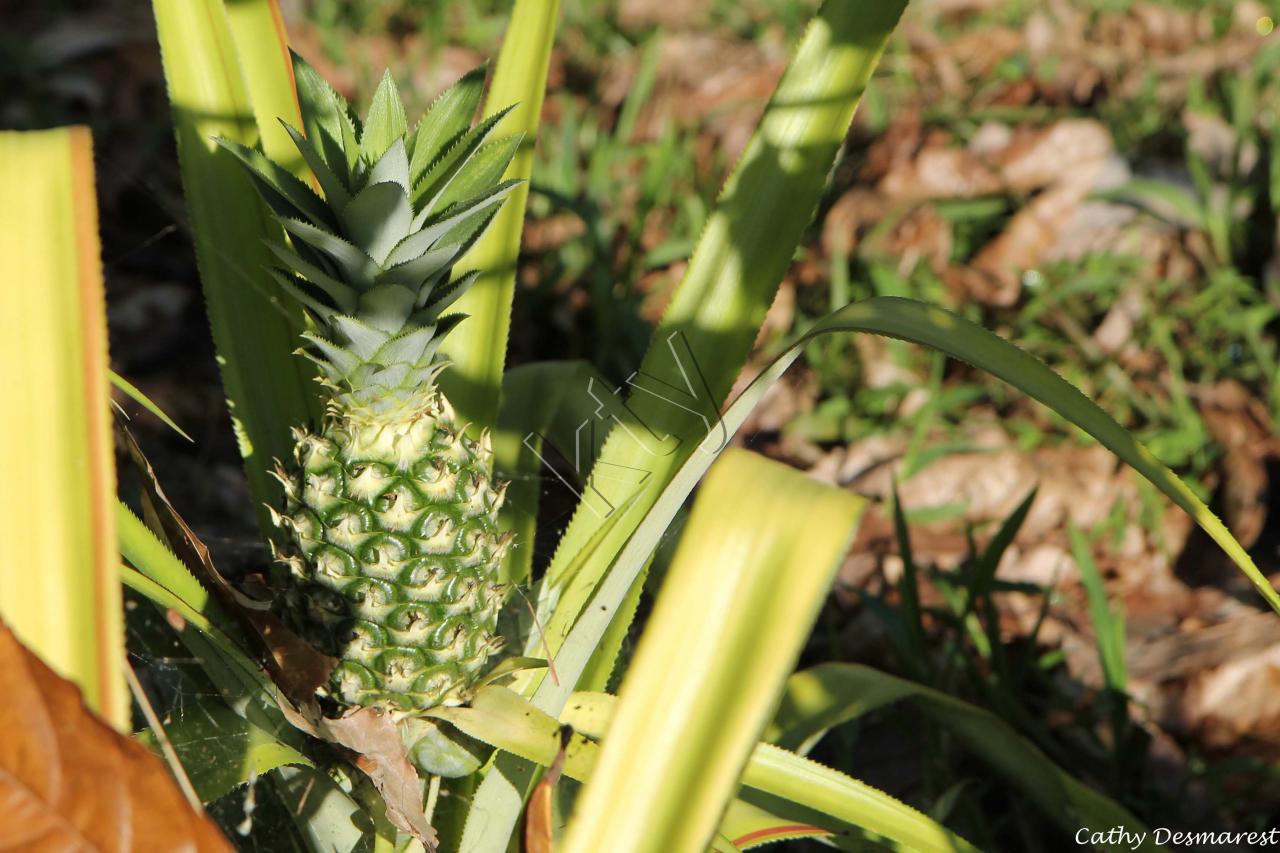 ananas par-ci, ananas par-là