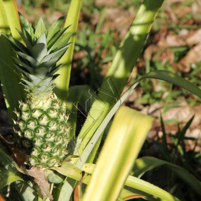 ananas par-ci, ananas par-là