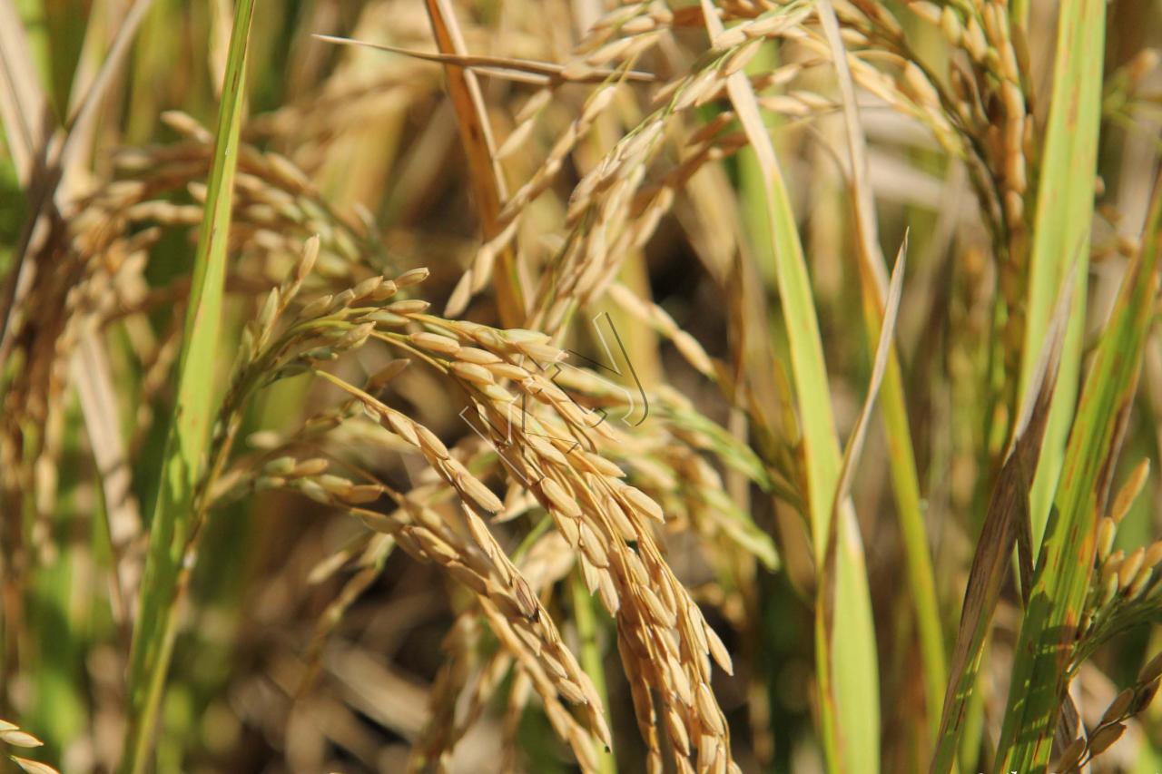 Le riz, d'un jaune doré, peut être récolté