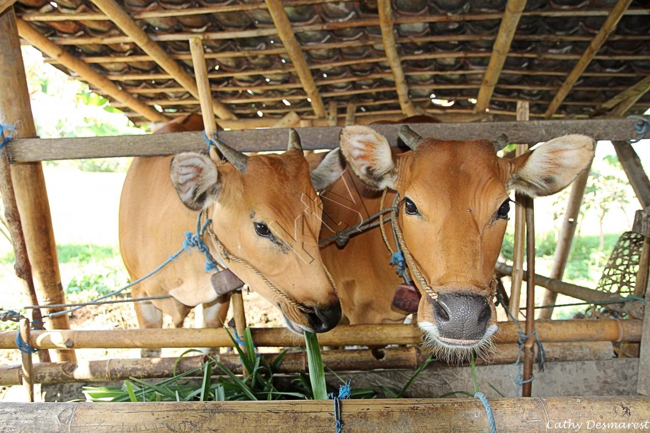 oh les belles vaches !