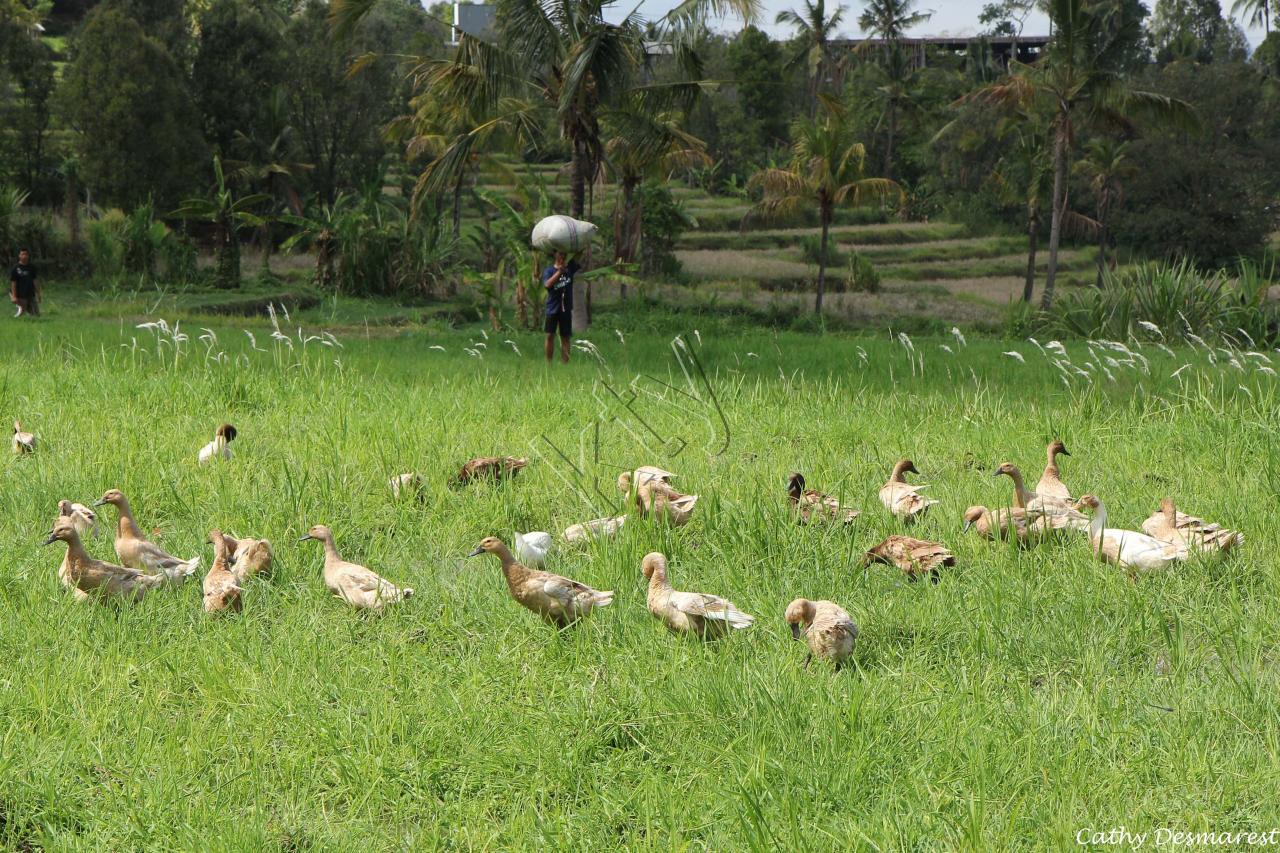 Les canards toujours présents pour fertiliser la terre