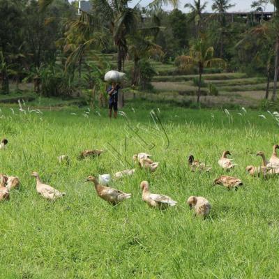 Les canards toujours présents pour fertiliser la terre