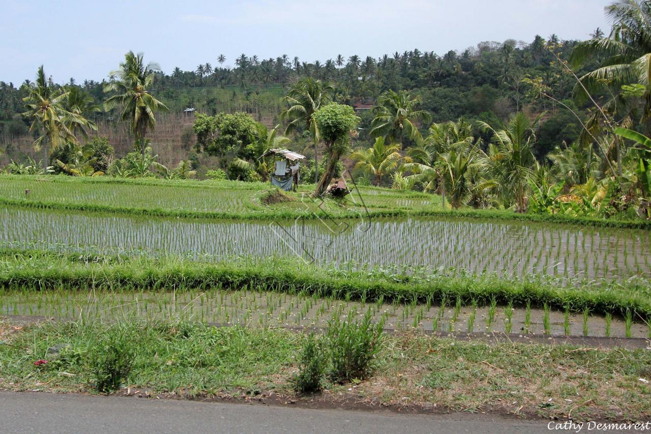 sur la route direction Gilimanuk, nord ouest de Bali