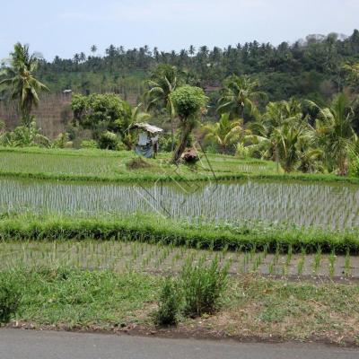 sur la route direction Gilimanuk, nord ouest de Bali