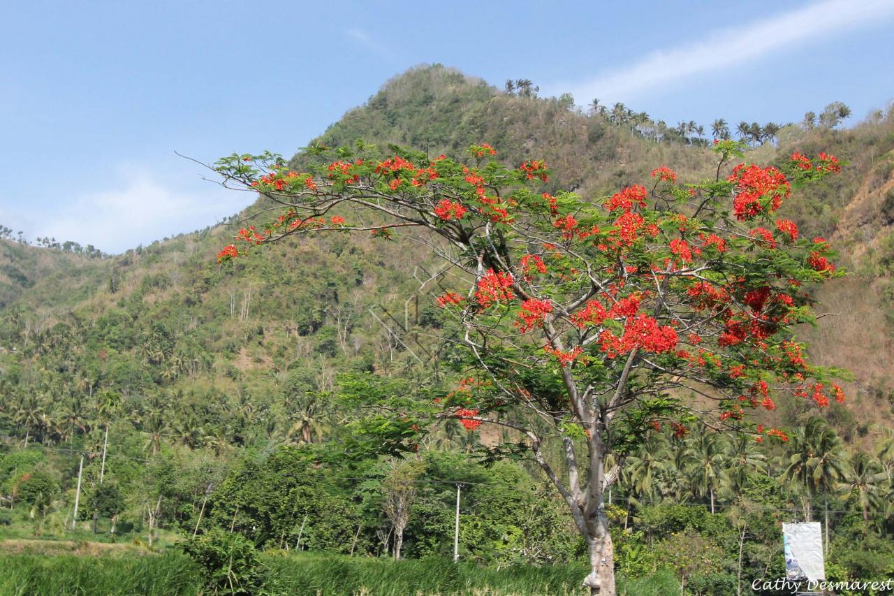 L'acacia flamboyant