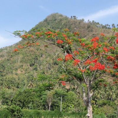 L'acacia flamboyant