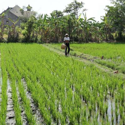 Aux alentours de Ubud