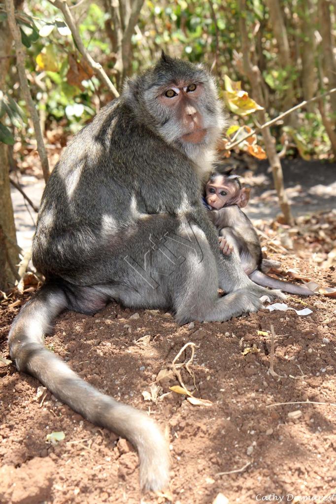 Le Pura Luhur Ulu Watu abrite des dizaines de singes gris