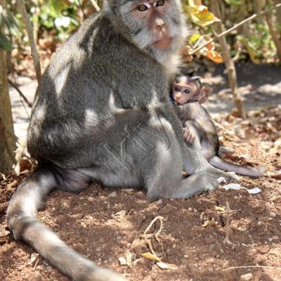 Le Pura Luhur Ulu Watu abrite des dizaines de singes gris