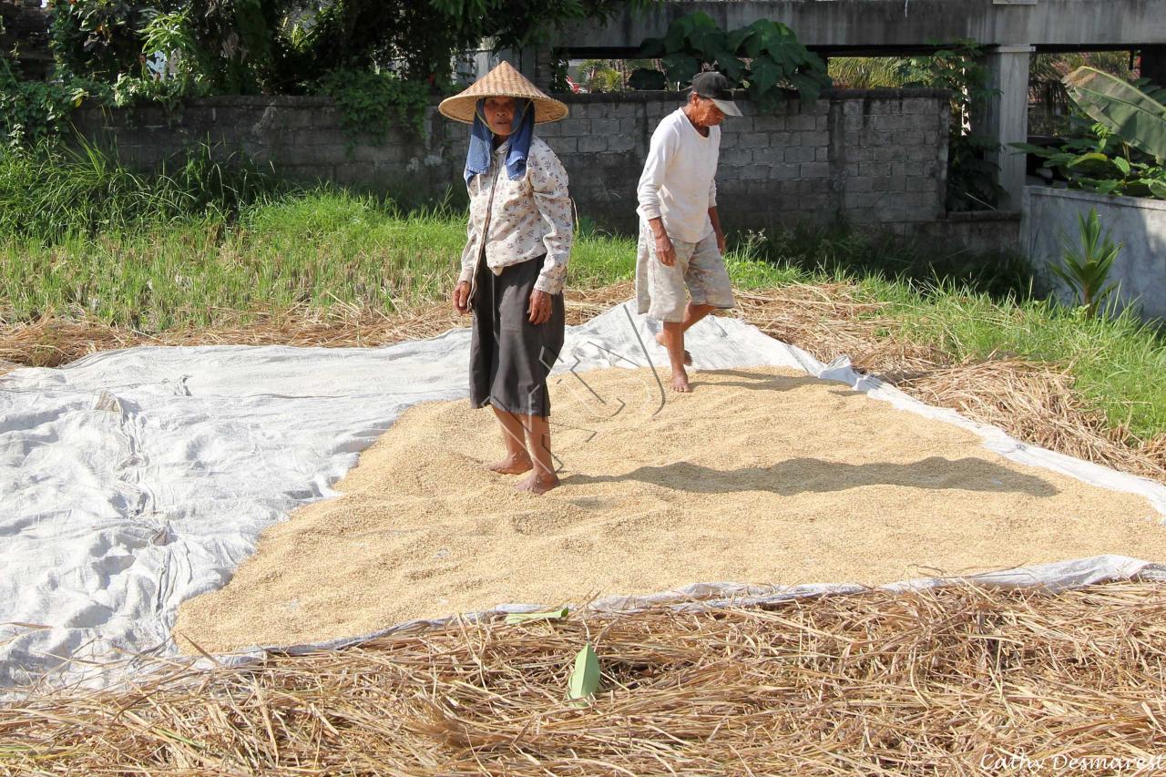 En plein centre de Ubud, une autre étape de la récolte du riz !