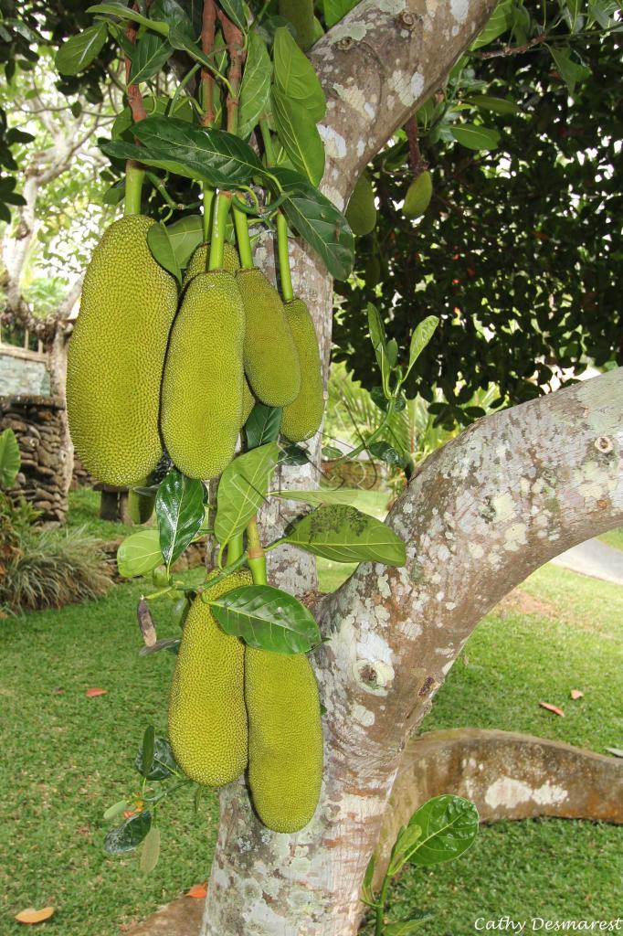 Le nangka, ce fruit peut atteindre 20 kg !