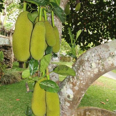 Le nangka, ce fruit peut atteindre 20 kg !