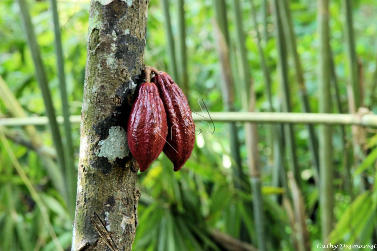 cacao bien mûr