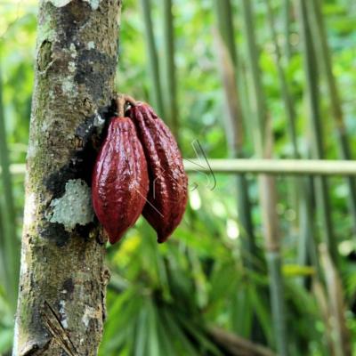 cacao bien mûr