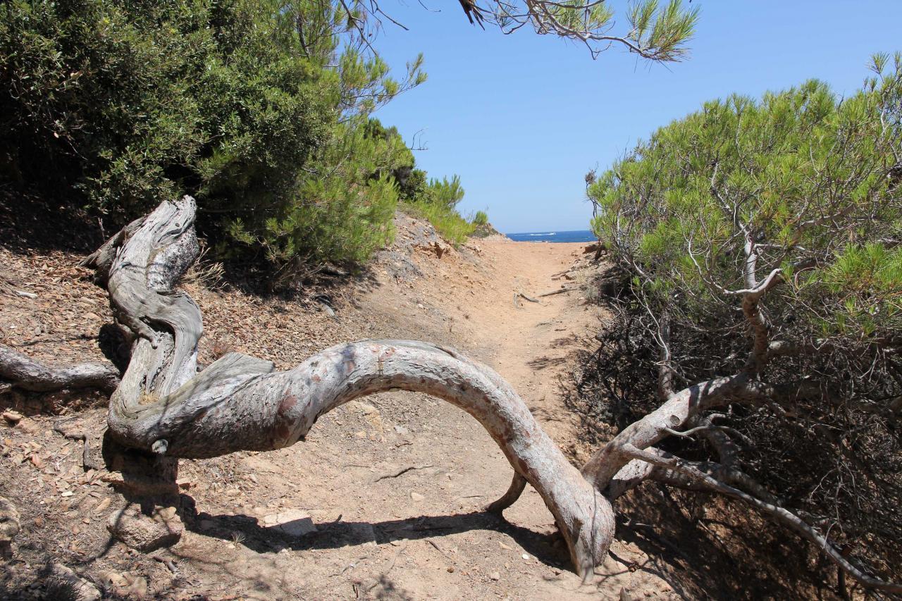 Cap Camarat dominant la presqu'île de Saint-Tropez