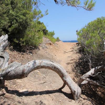 Cap Camarat dominant la presqu'île de Saint-Tropez