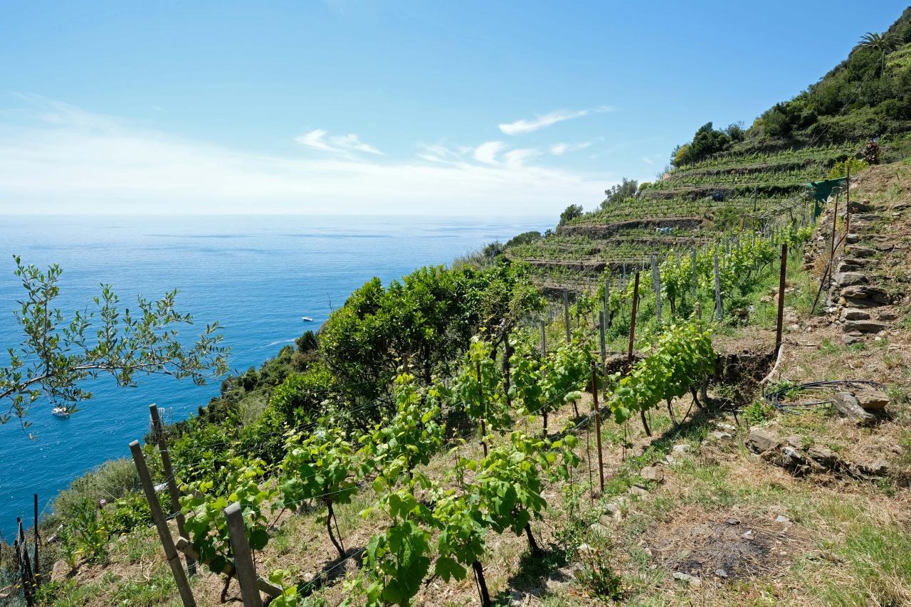 les vignes et les murets de pierre sèche (alignés ils font 6729 kms)