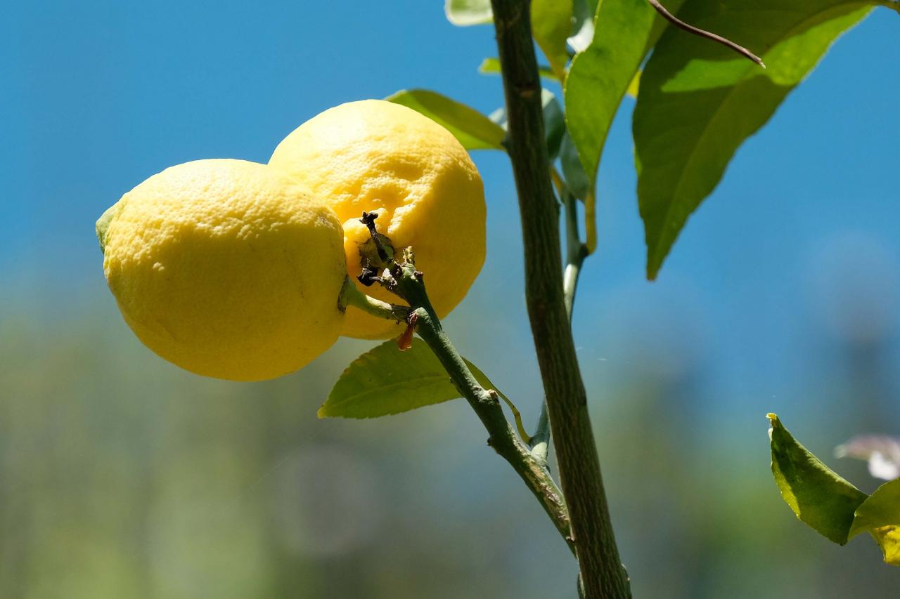 Avec le raisin, le citron est sans aucun doute le fruit star des Cinque Terre