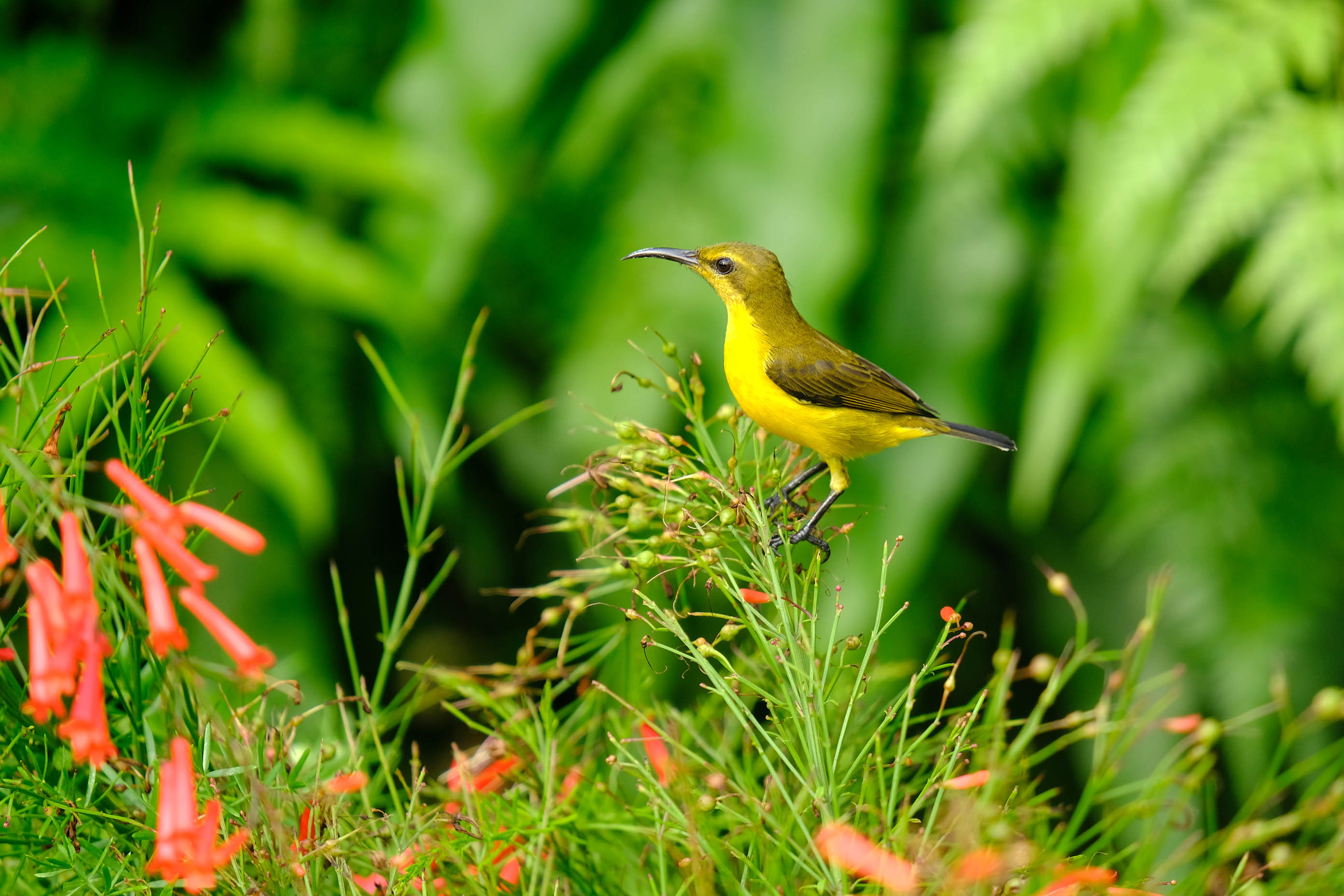 Petit oiseau de Singapour