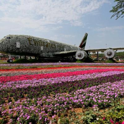 Miracle garden, le plus grand jardin du monde dans le désert