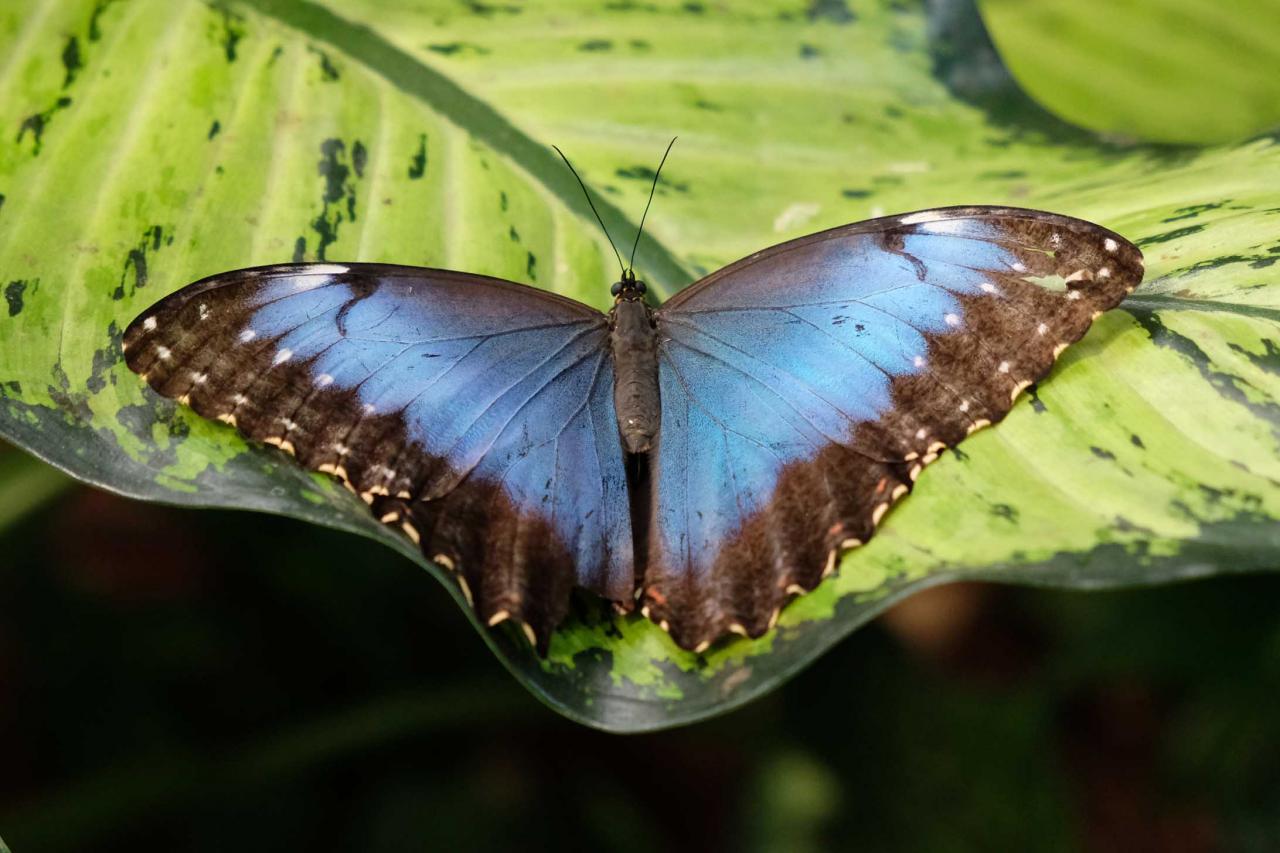 jardin de papillons sous 9 dômes où les papillons volent librement