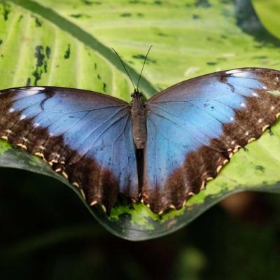 jardin de papillons sous 9 dômes où les papillons volent librement