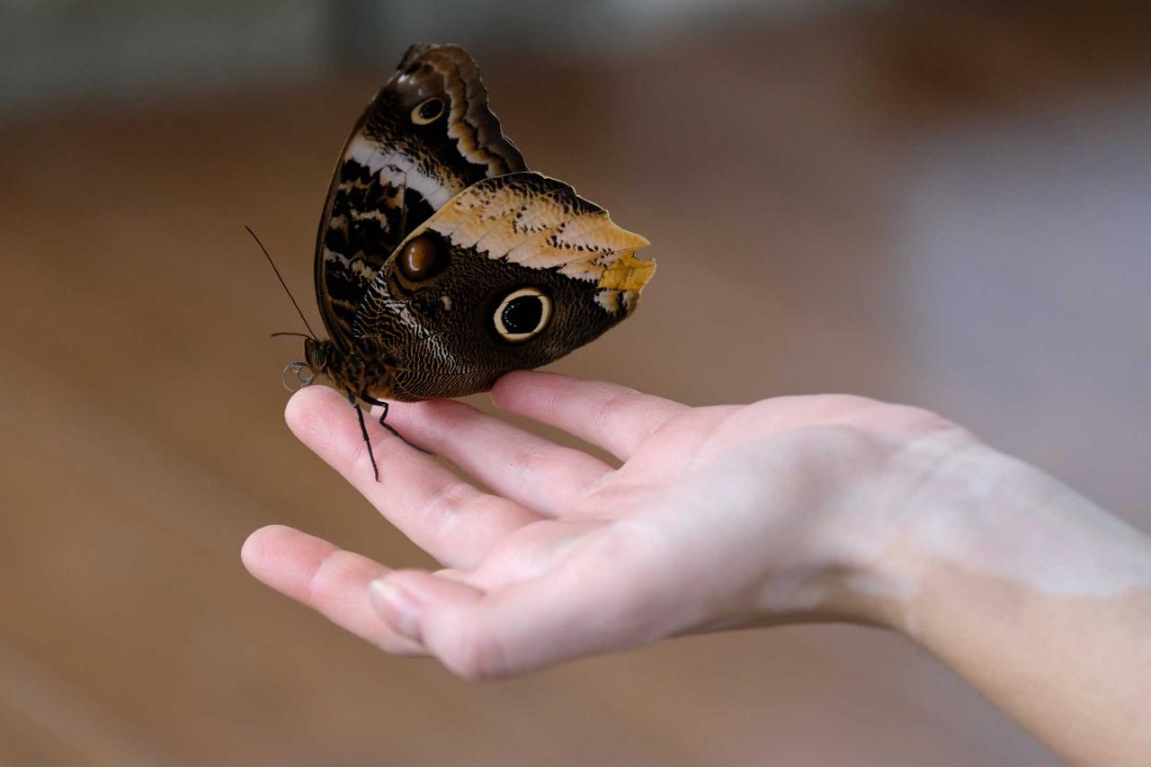 jardin de papillons sous 9 dômes où les papillons volent librement