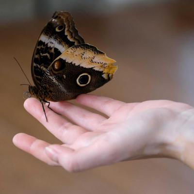 jardin de papillons sous 9 dômes où les papillons volent librement