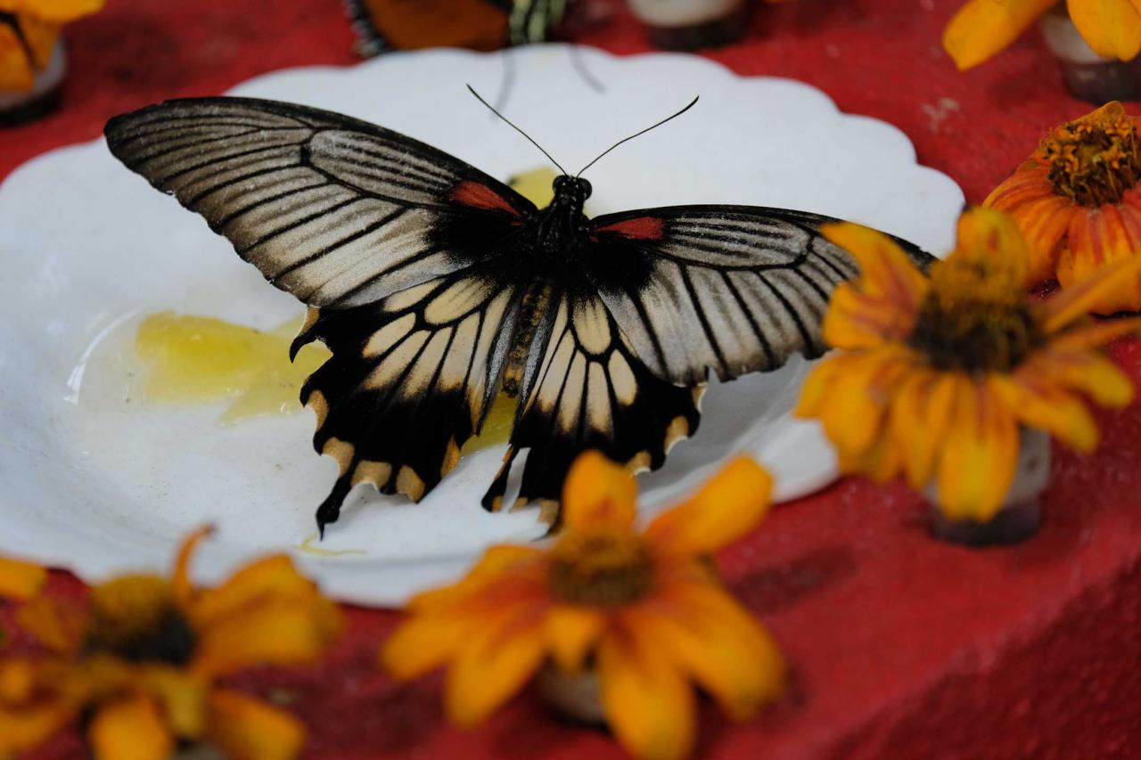 jardin de papillons sous 9 dômes où les papillons volent librement