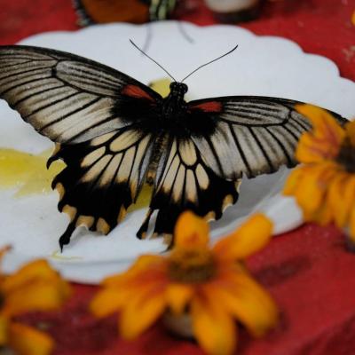 jardin de papillons sous 9 dômes où les papillons volent librement