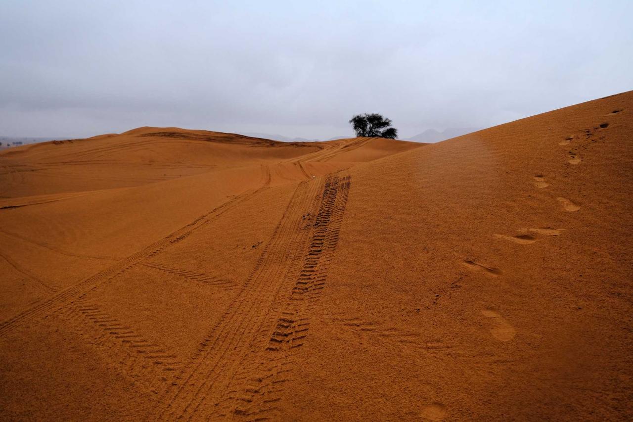 tiens un arbre ! le désert rouge est à environ une heure de Dubaï