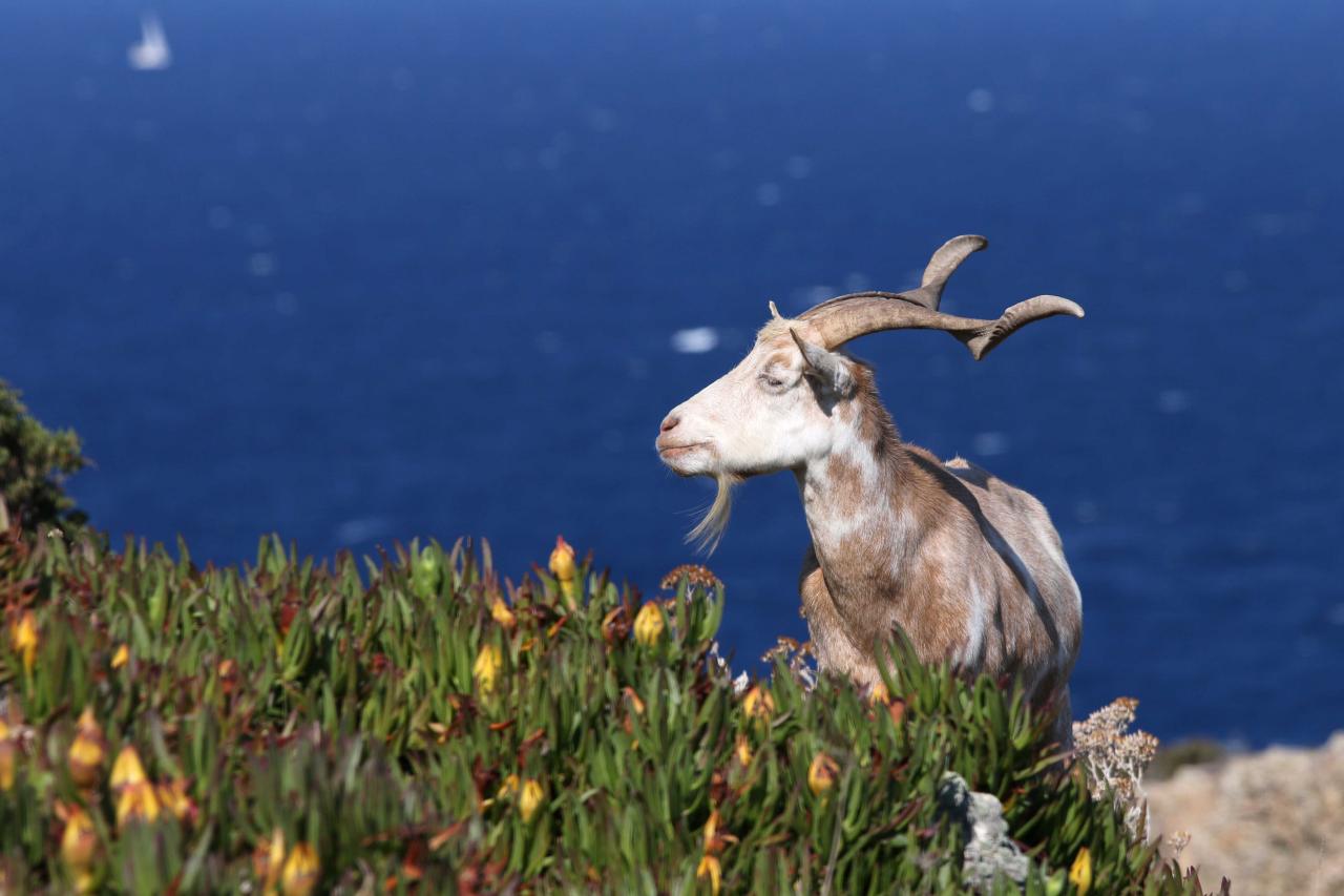 Les deux boucs de l'île pas vraiment sauvages