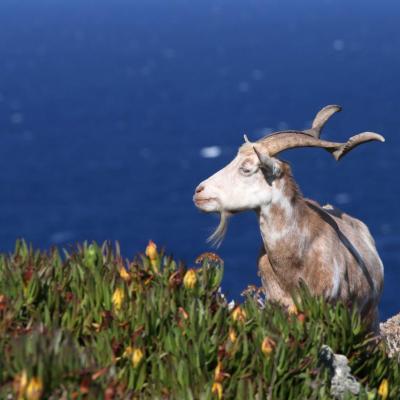 Les deux boucs de l'île pas vraiment sauvages